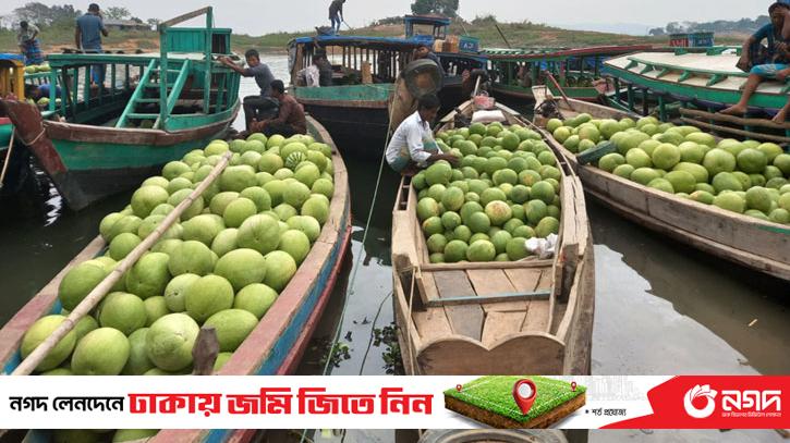 Watermelon yield low in Rangamati, farmers disappointed