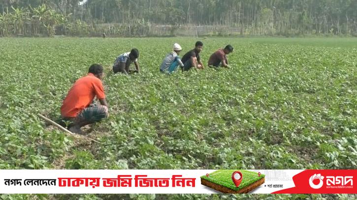 Potato cultivation has decreased in Bhola, farmers are leaning towards alternative crops