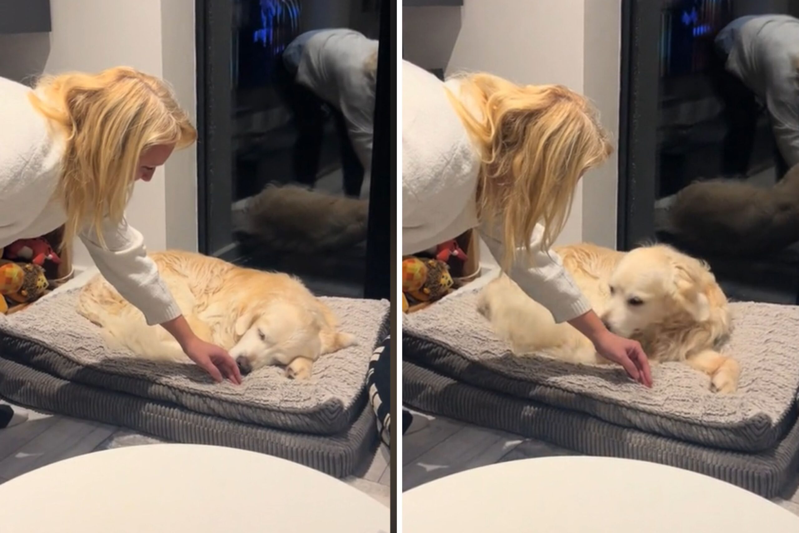 Moment Deep Sleeping Senior Dog Senses Owner: ‘Tail Wag’