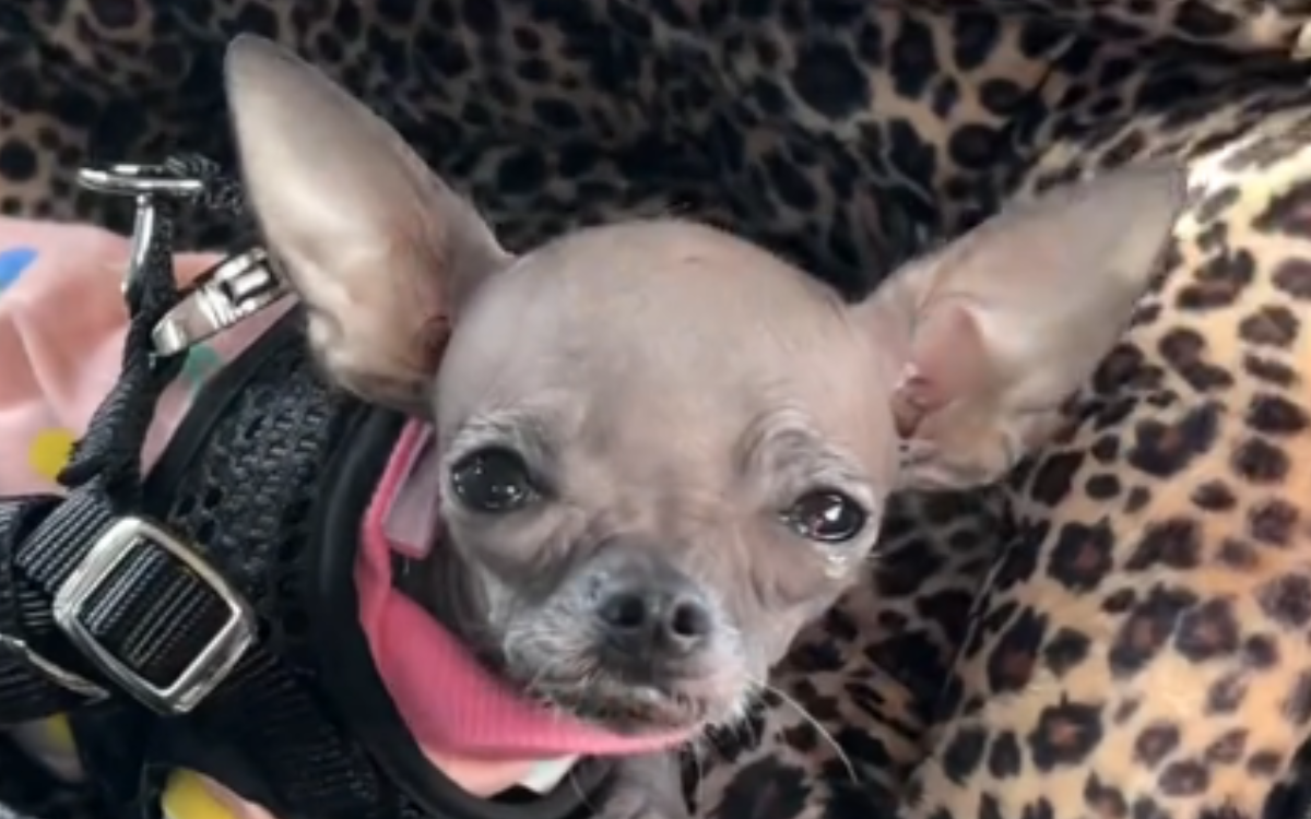 Chihuahua Relegated From Owner’s Lap to Car Seat—She’s Not Happy About It