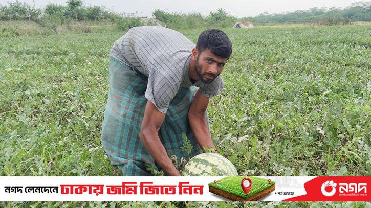 A bumper crop of watermelons brings a smile to the farmer's face