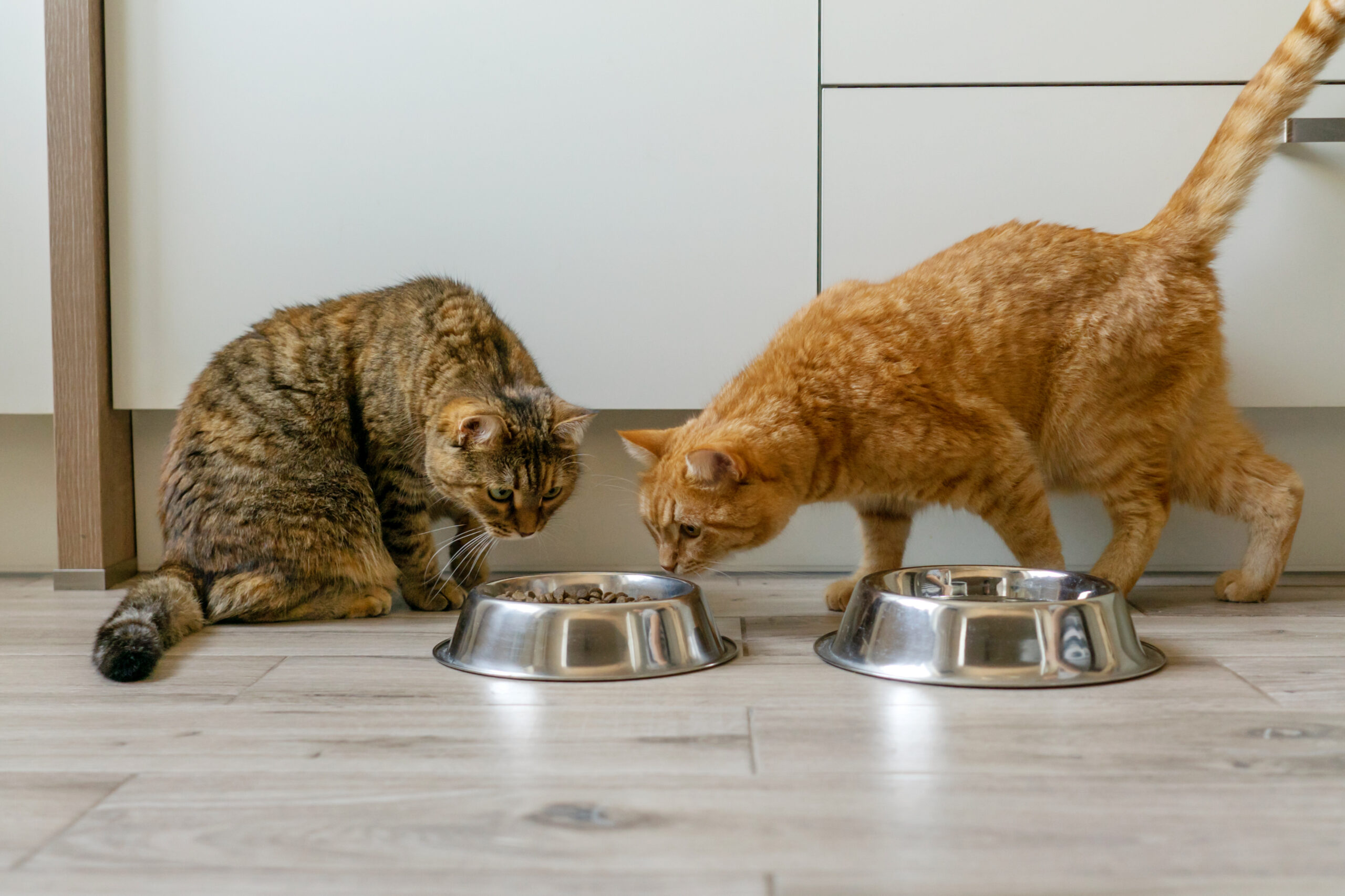 Woman Finds ‘Genius’ Solution to Stop Cat Stealing Brother’s Food