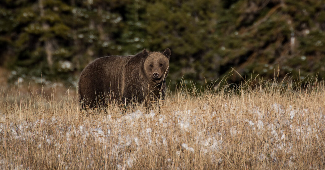 Federal Agencies to Restore Grizzly Bears in Washington State