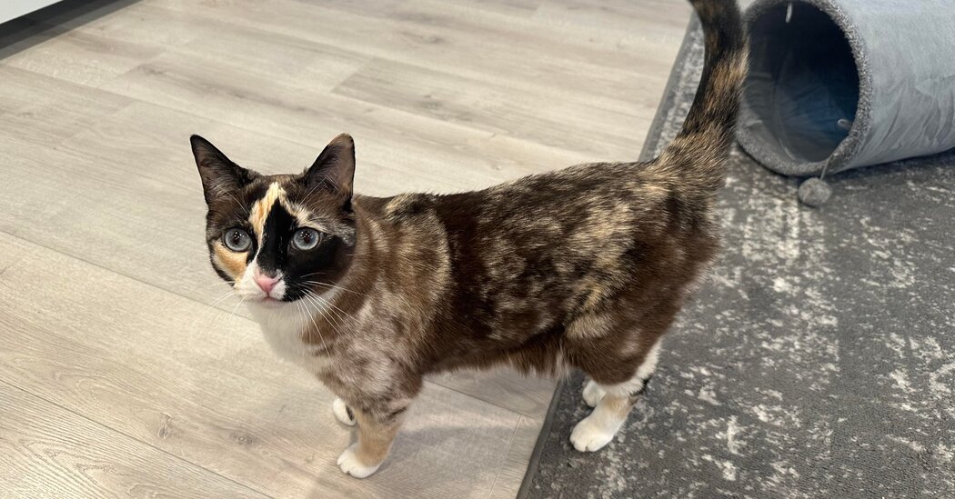 Stowaway Cat Gets 500 Miles from Home in Amazon Returns Box