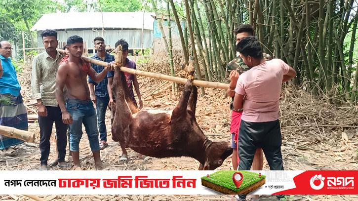 5 cows died of unknown disease in Magura