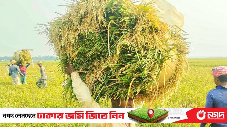Farmers smile on the face of bumper paddy yield in Howar even in intense heat