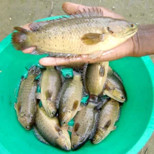 The farmer died by holding the fish in his mouth and throat