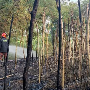 In Kushtia, 11 farmer's rice barges were burnt