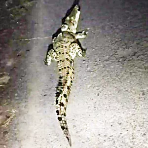 After wandering around the world, the crocodile has returned