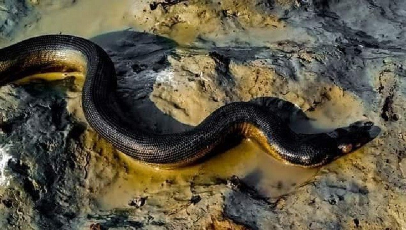 'Yellow Bellied Sea Snake' Spotted on Hatia Beach