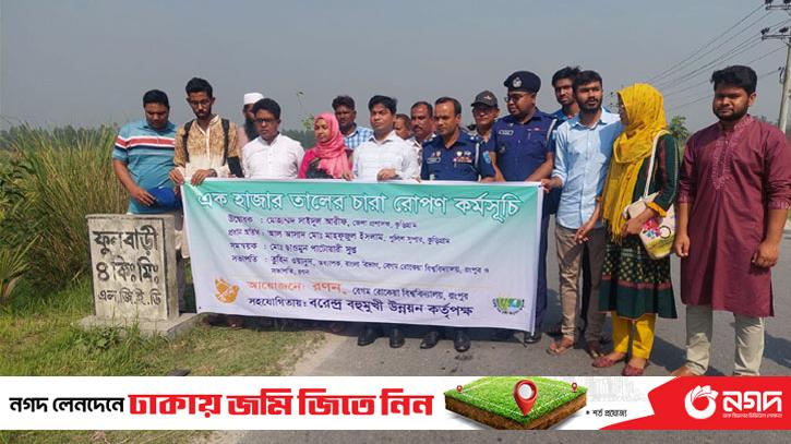 Plantation of palm trees to reduce the risk of lightning in Kurigram