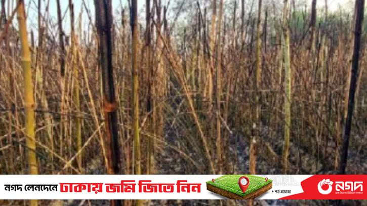 In Kushtia, Panbaraj of 20 bigha land was burnt