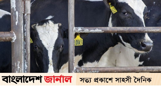 Bird flu virus in animal milk