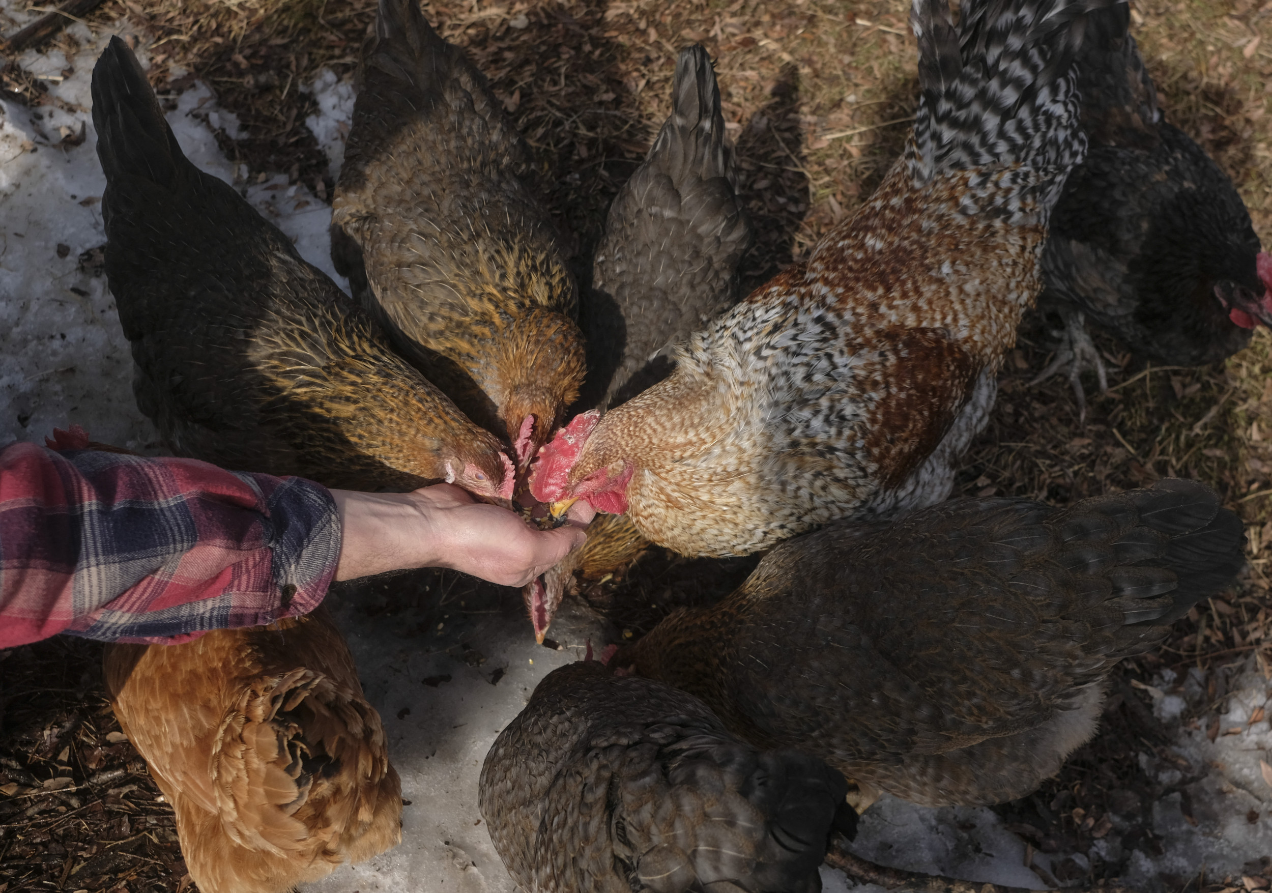 The USDA Isn’t Inspiring Confidence With Its Bird Flu Response