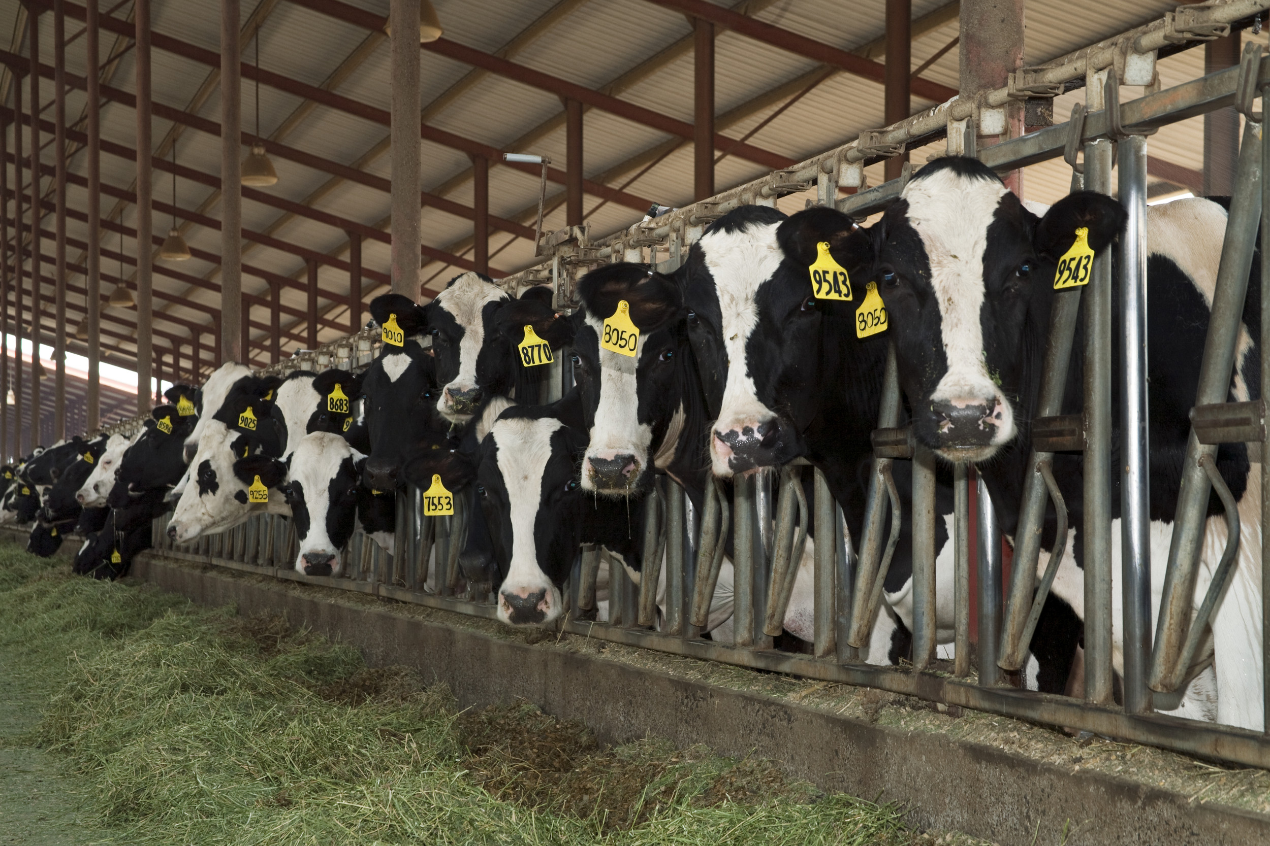 What We Know About Bird Flu Being Found in Pasteurized Milk