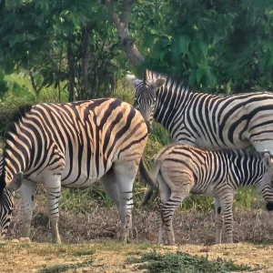 A new guest in the zebra's house at Bangabandhu Safari Park in Chakaria