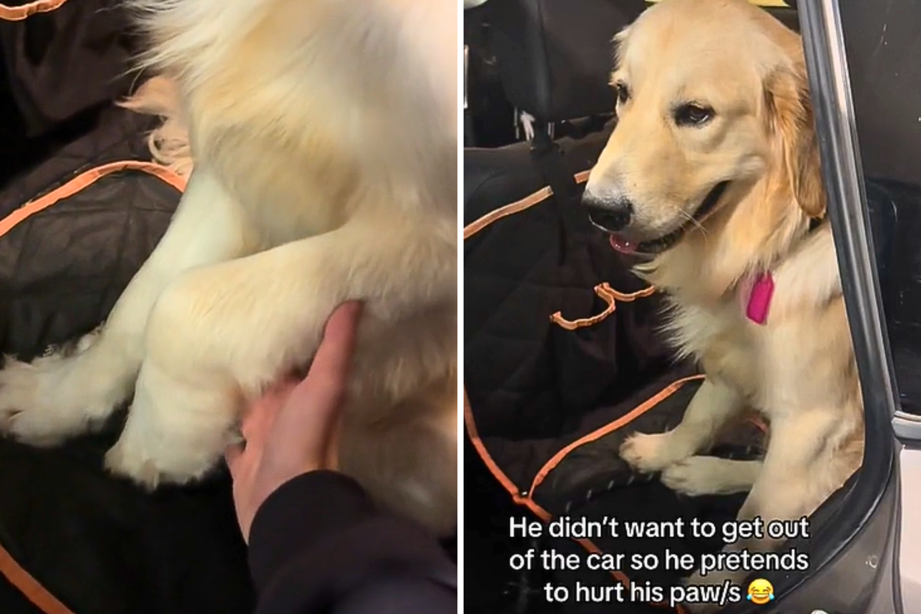 Internet In Hysterics Over Why Golden Retriever Feigns An Injured Paw