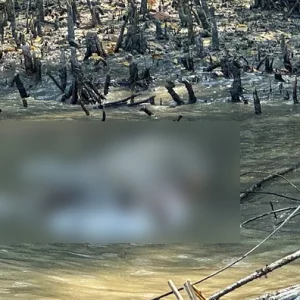 Dead tiger recovered from Sundarbans canal
