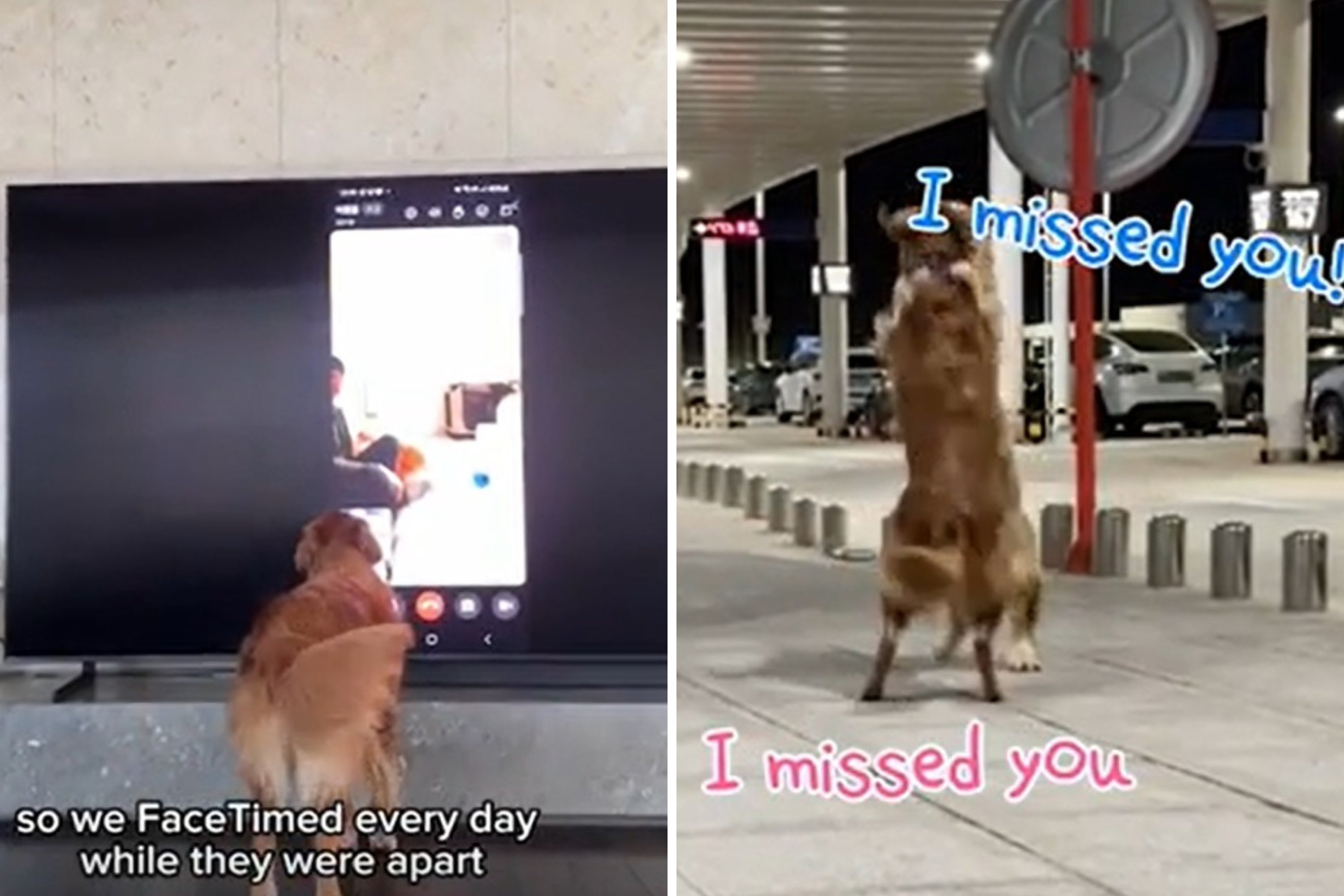 Touching Moment Golden Retriever ‘Soul Mates’ Reunite After 3 Weeks Apart