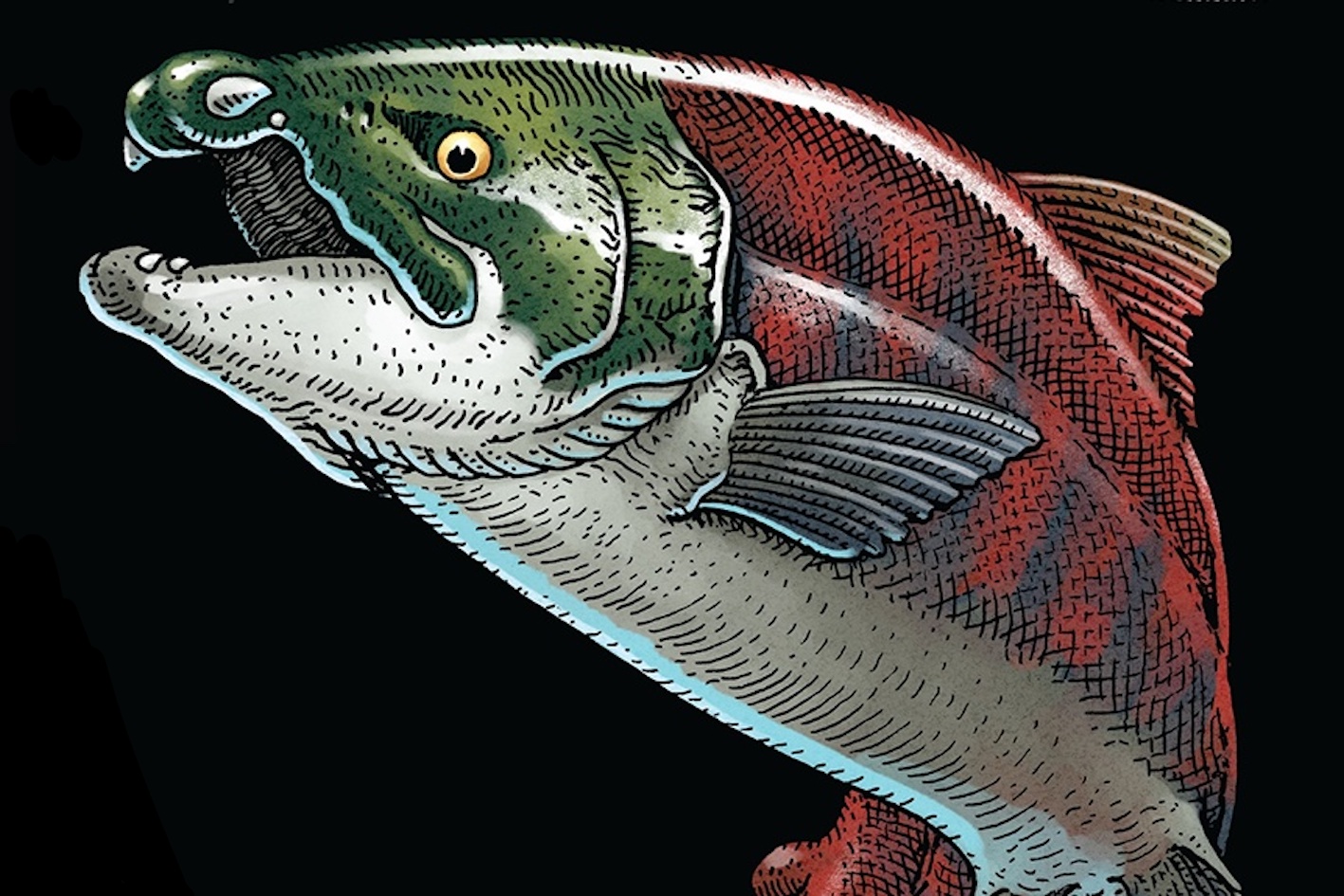 Huge Prehistoric Salmon Had Spikes That Could Have ‘Easily Killed’ a Shark