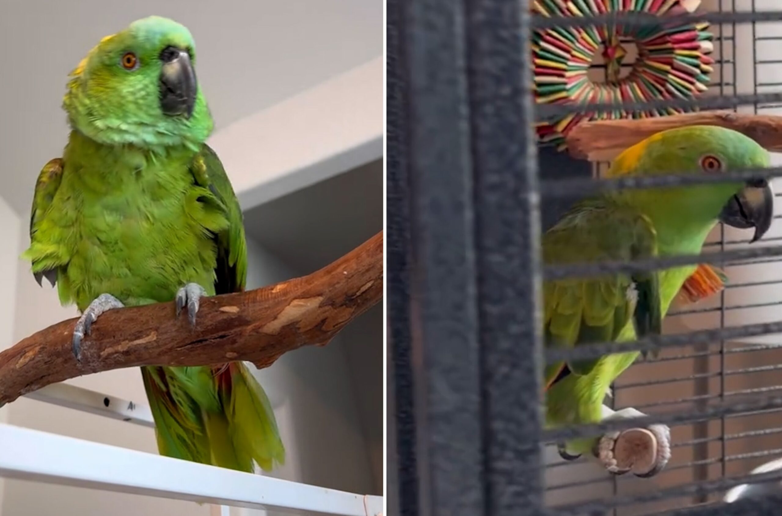 39-Year-Old Parrot Caged Most of His Life Learns Trust With New Adopter