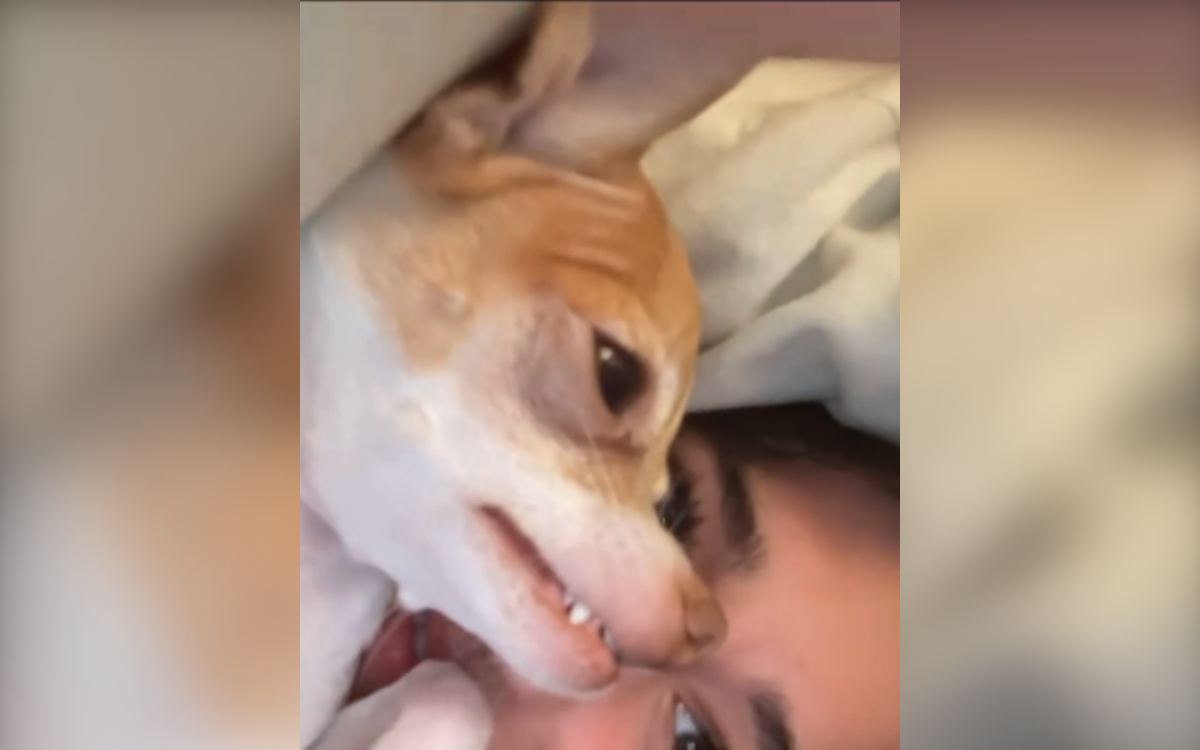 Chihuahua’s Serious ‘Beef’ With Owner’s Boyfriend Has People in Hysterics