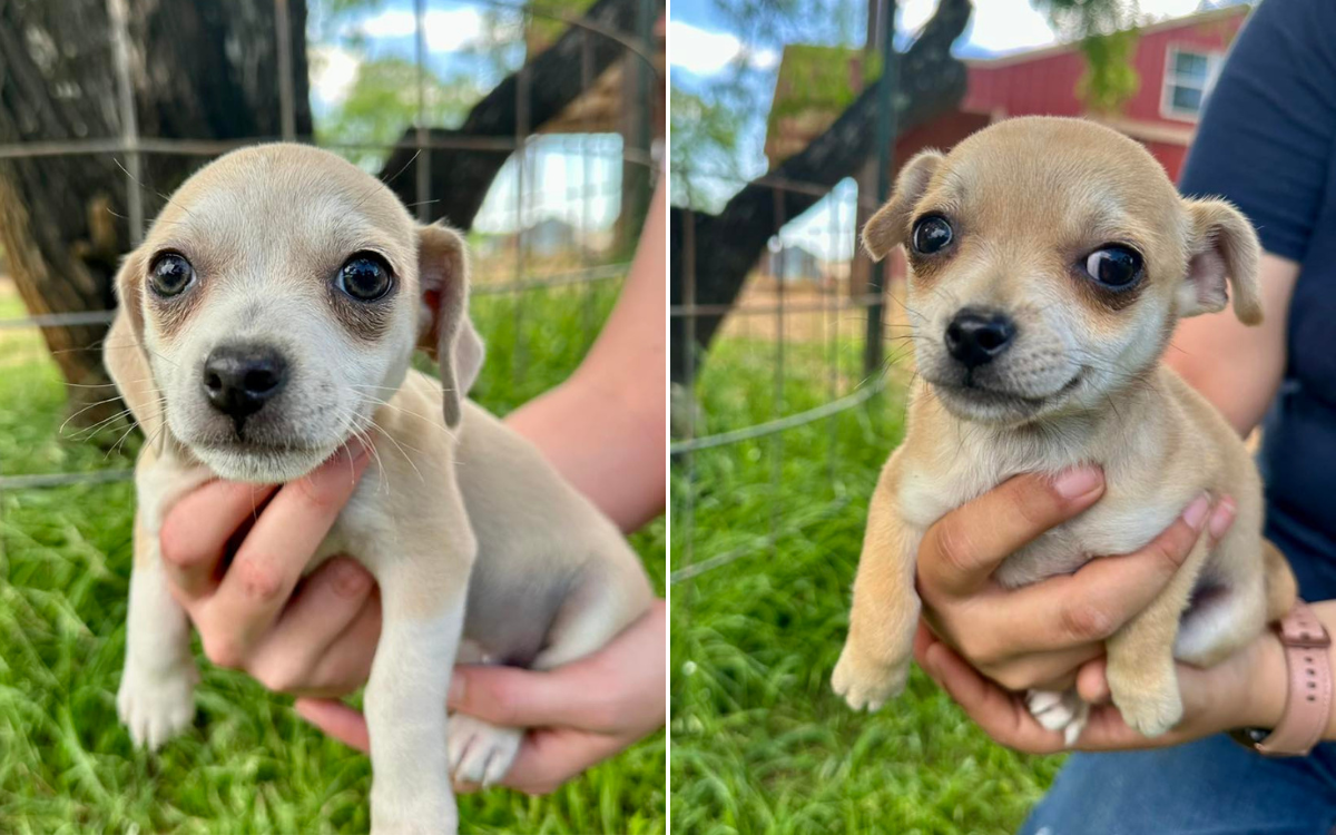 Pug Mom and Her Eight Puppies Abandoned Behind Gas Station: ‘Indefensible’