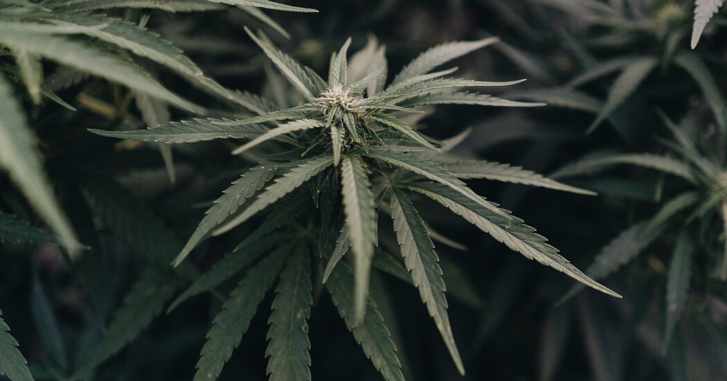 Biden’s Stance on Marijuana Has a Political Upside, Allies Say