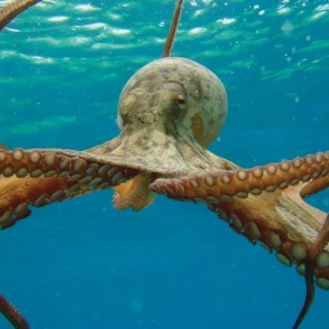 What would happen if octopus blood was red instead of blue?