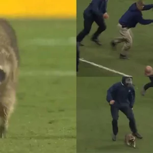 A raccoon entered the field during Messi's league game