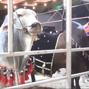 Crowd of people in the farm to see 'Shakib' of 15 lakhs and 'Zayed Khan' of 14 lakhs