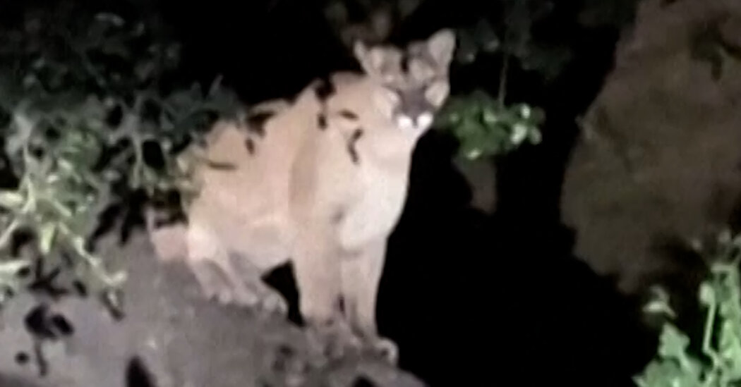 Does P-22, the Celebrity Big Cat of Los Angeles, Have a Successor?