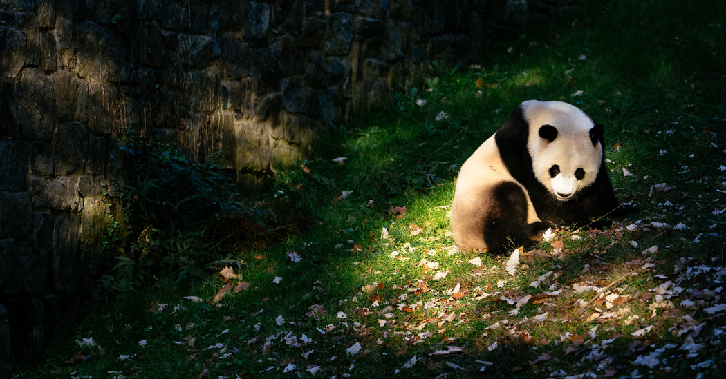 Giant Pandas Will Head to D.C.’s National Zoo From China