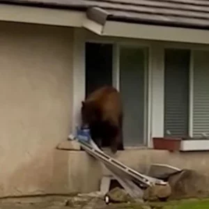 Why did the bear enter people's house and steal it?
