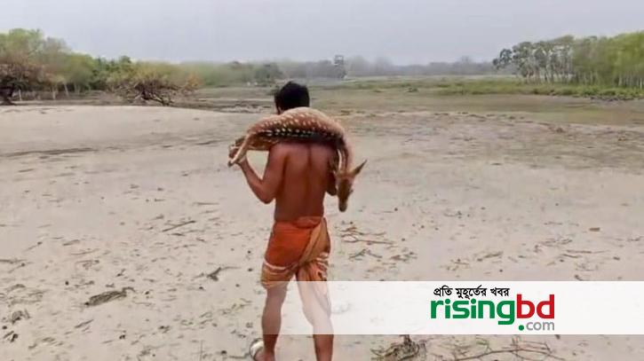 The wounds of the Sundarbans are evident, the bodies of wild animals are found