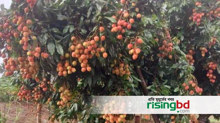 20 crore worth of litchi sales in Vijayanagar