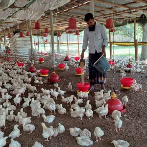 Chickens are dying due to heat wave, farmers are in trouble