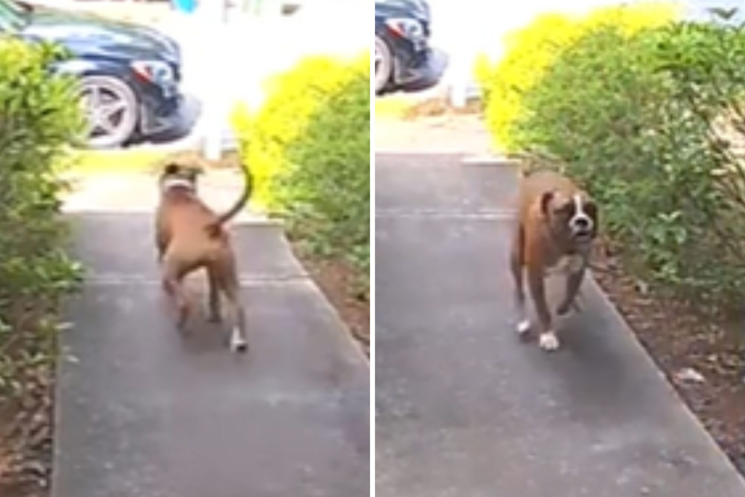 Watch Rescue Puppy Escape From House Only To Return Seconds Later: ‘FOMO’