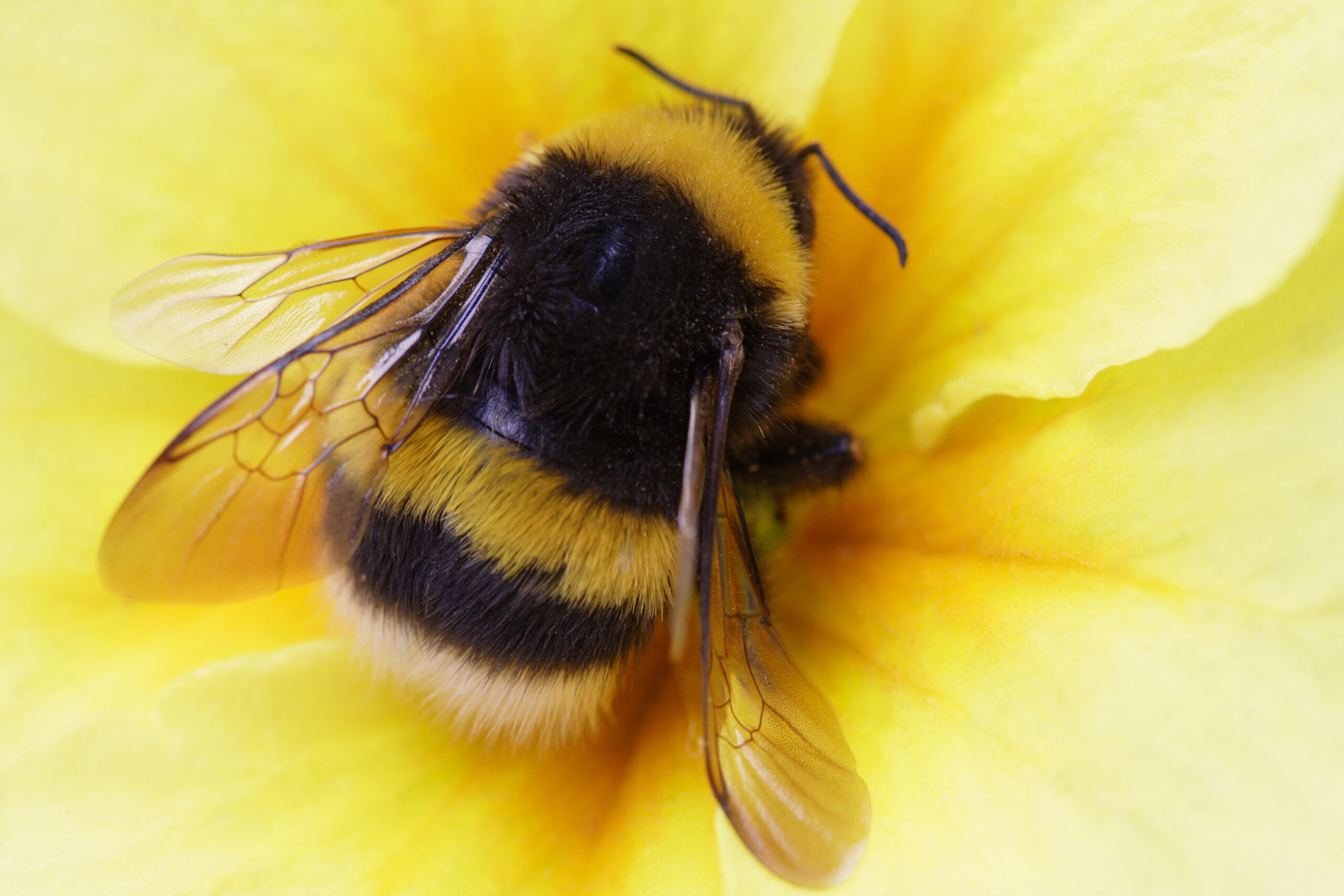 Scientists Reveal ‘Major’ New Factor in Bumblebee Decline