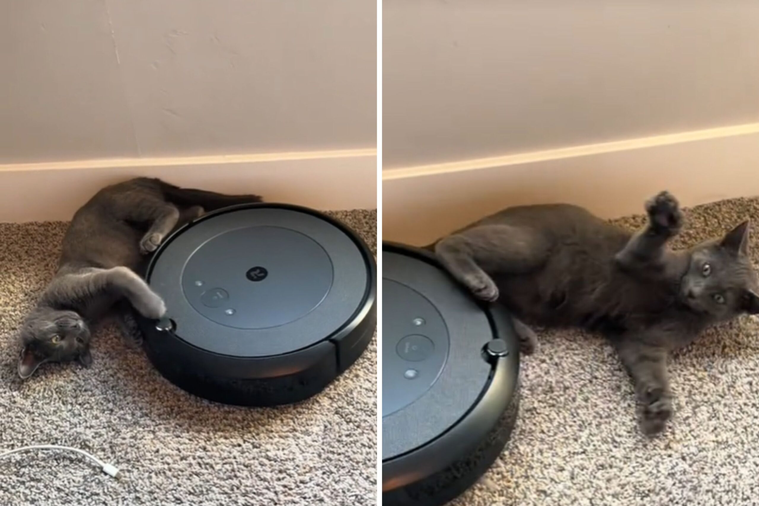 Cat Owners Thought Their Roomba Was Broken, Until They Discovered the Truth