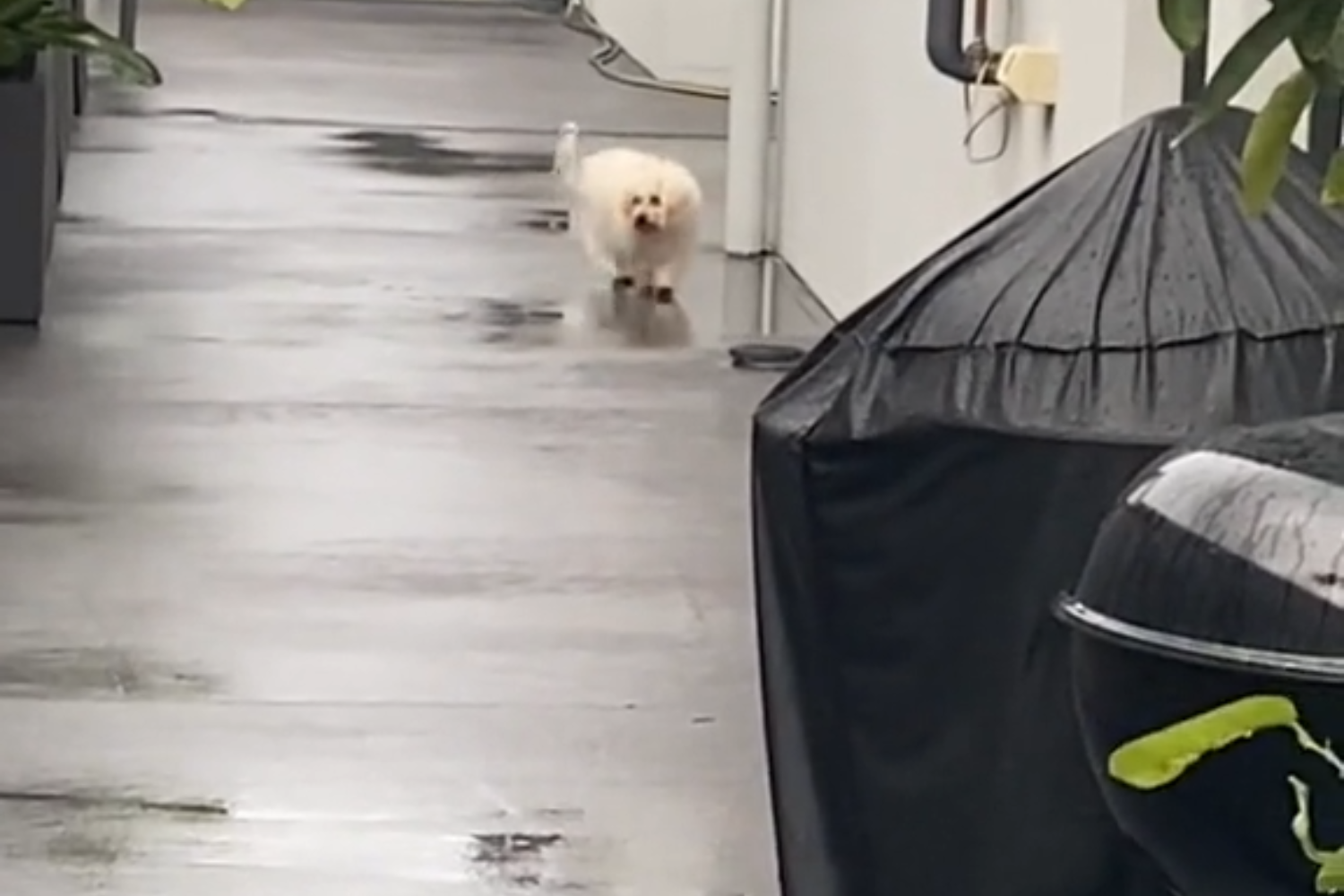 Woman Shows Heartbreaking Reality of Dog Dementia: ‘Walk in Little Circles’