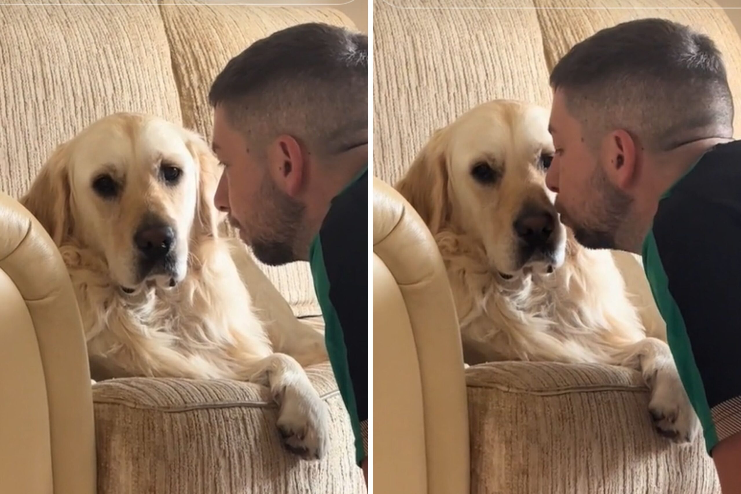 ‘Livid’ Golden Retriever Refuses Owner’s Apology for 3-Day Vacation