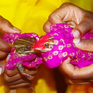 'Shimul' and 'Meghla' get married in the hope of rain