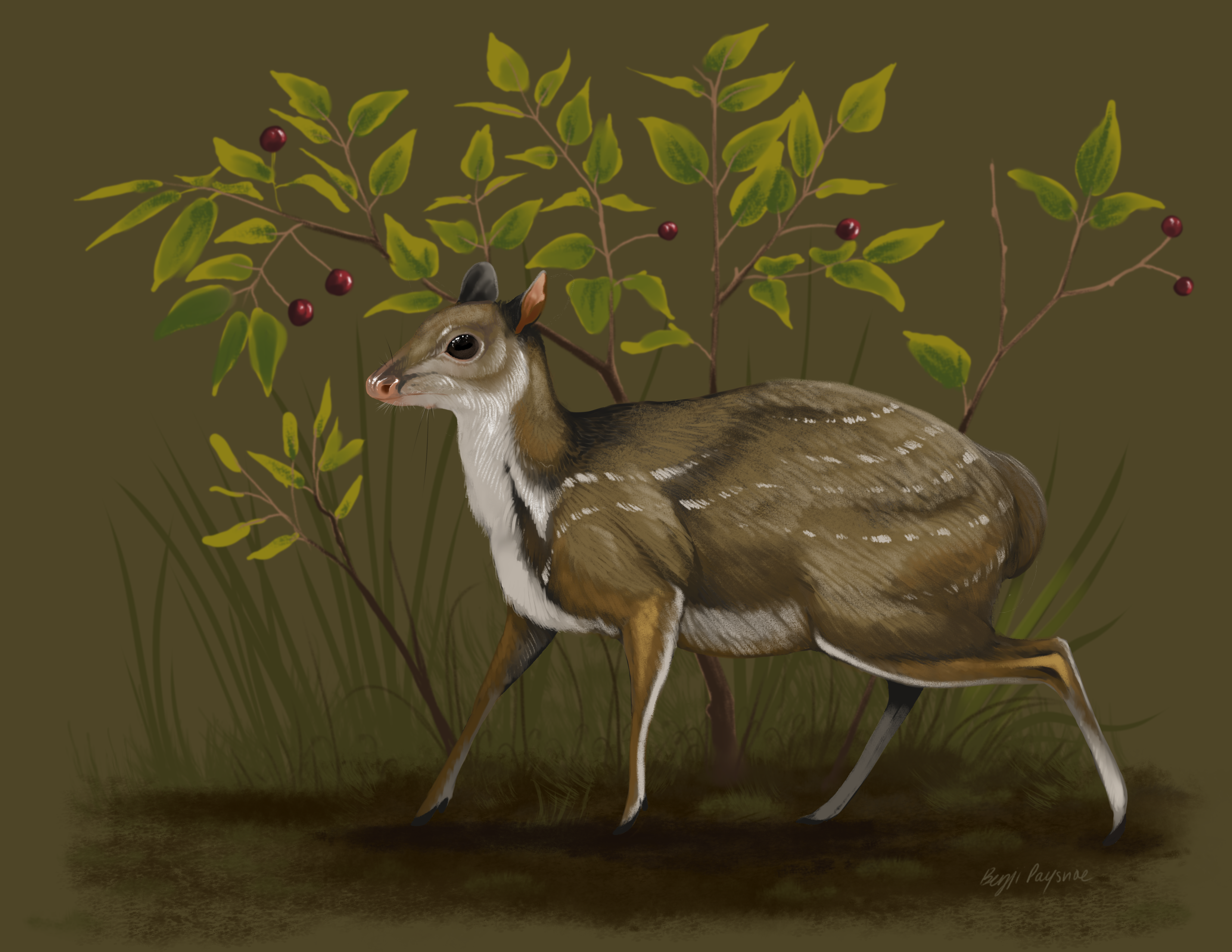 Extinct Tiny Deer With Big Eyes Found in National Park