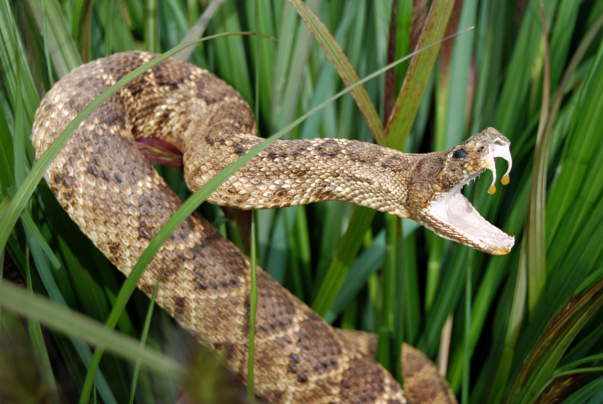 Man Shocked as Live Rattlesnake Mailed to Him Twice