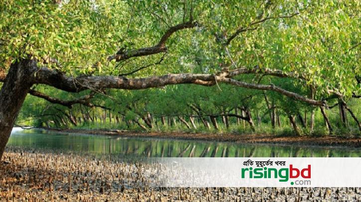Dead bodies of 100 animals recovered in Sundarbans, 96 were deer