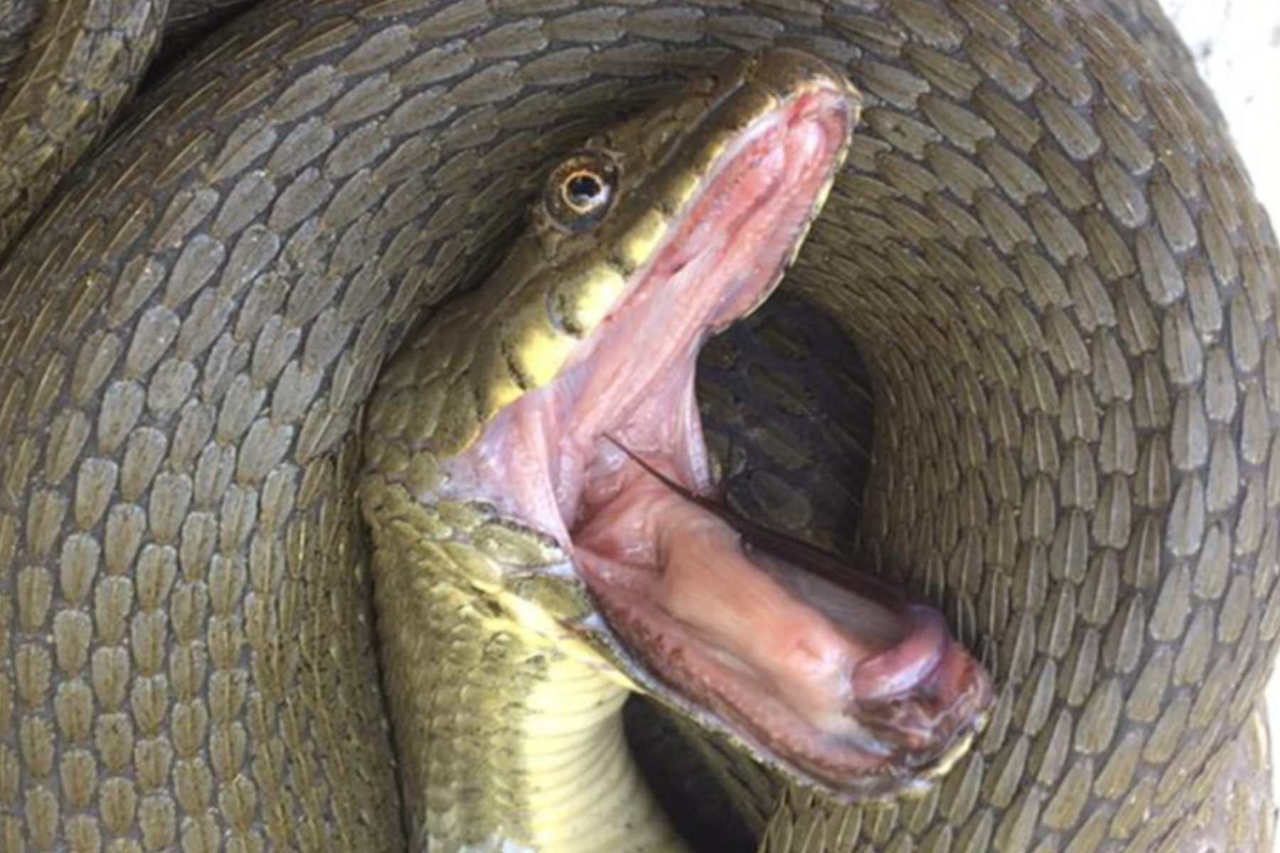 Snakes Fake Dying Using ‘Dripping Mouthfuls’ of Blood