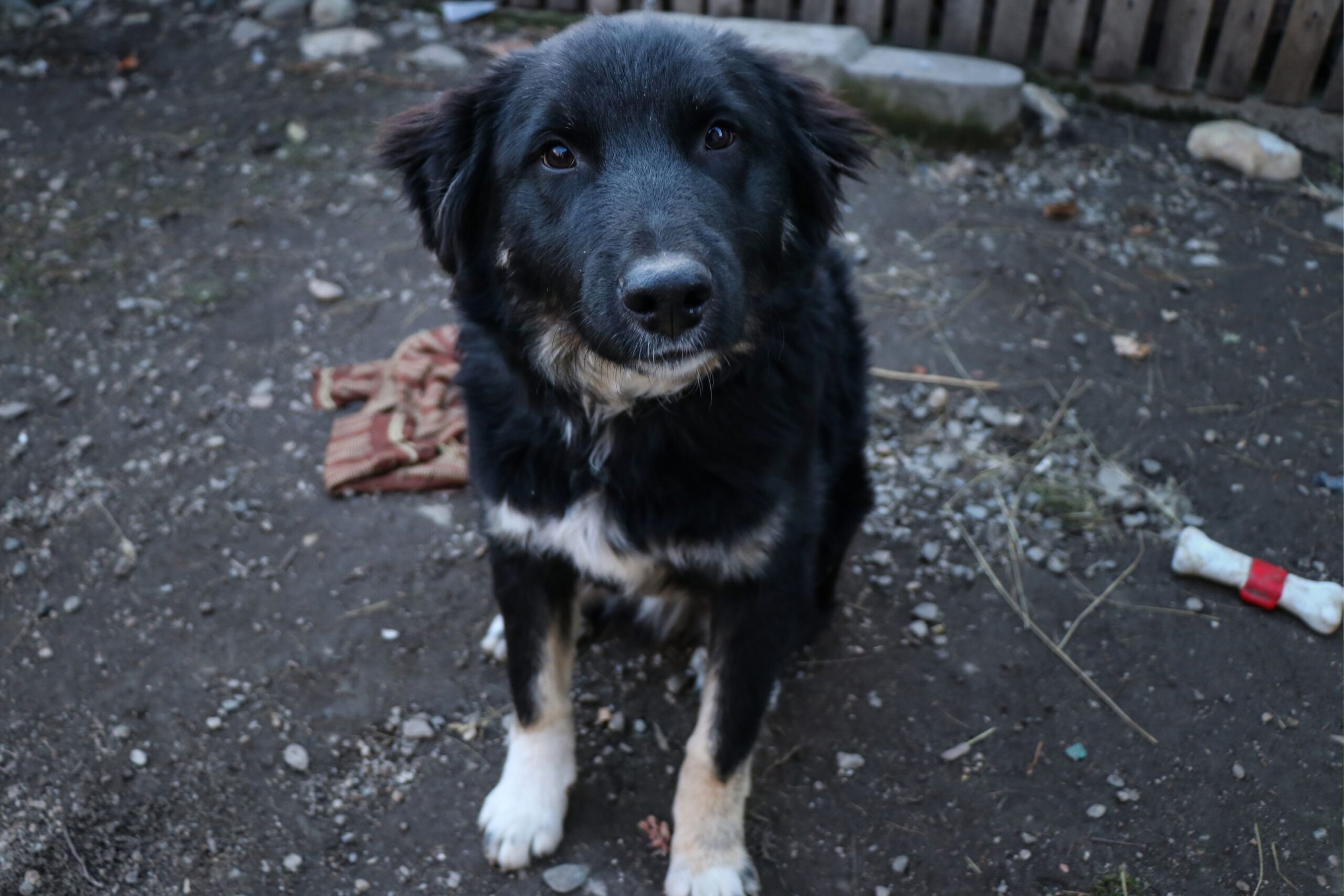 New Home Owners Adopt 12-Year-Old Dog Left Behind: ‘She’s Got Us Now’