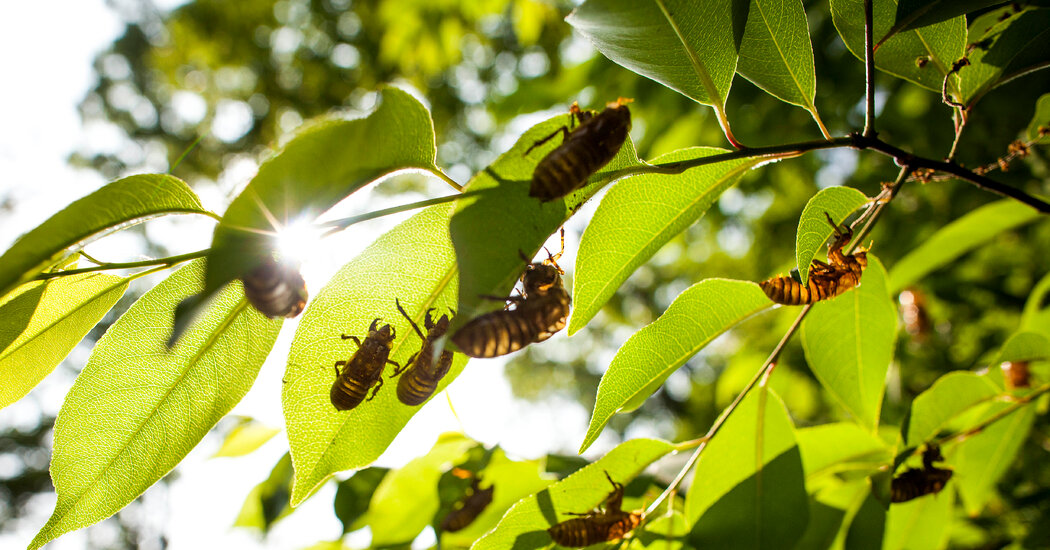 What Do Cicadas Sound Like? Listen to the Loudest Singing Insects on Earth
