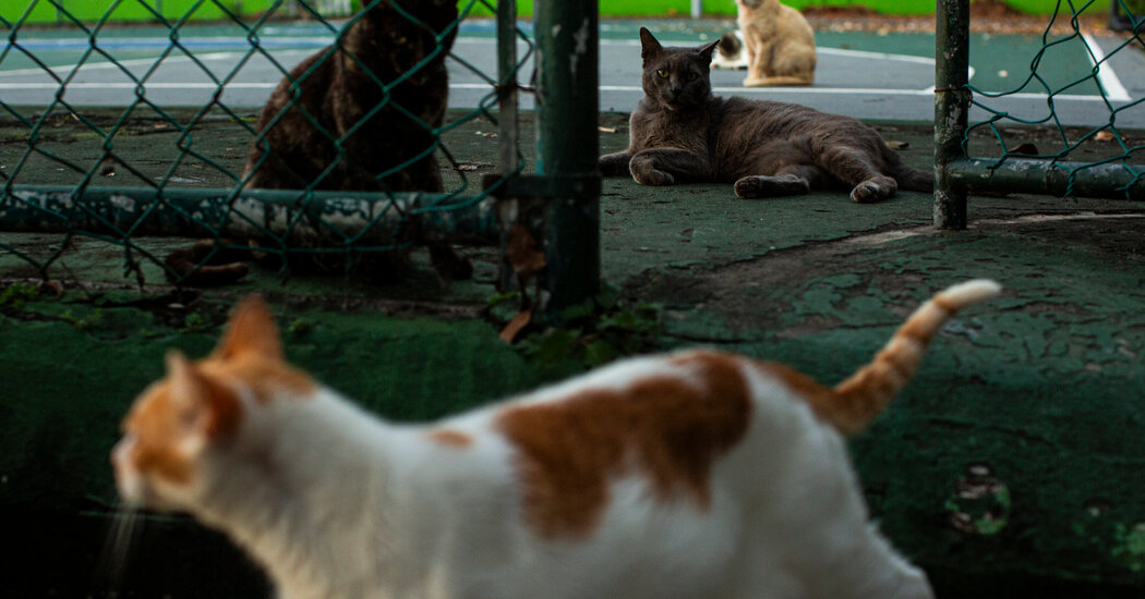 The Cats of Old San Juan Are Being Run Out of Town. Locals Can Empathize.